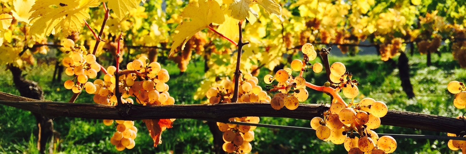 Wein-Schule